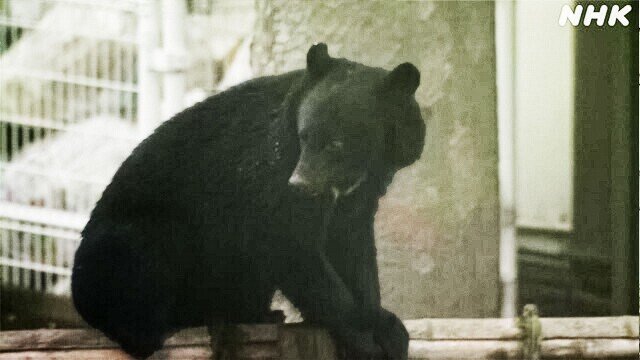 6か月で108人が熊に襲われた