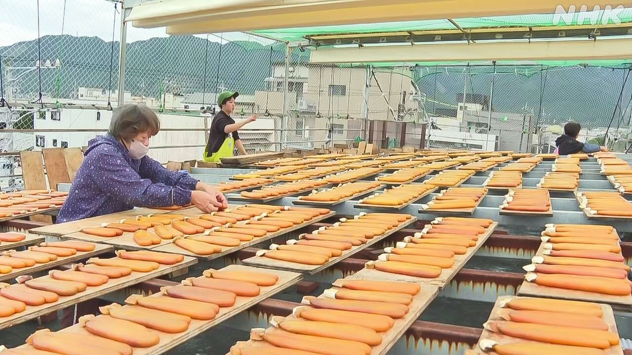 お酒と一緒に食べるとおいしい「からすみ」を作る季節