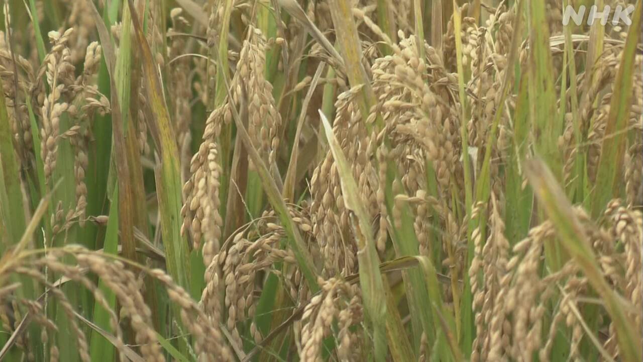 米の値段　下がると思う人が増えている