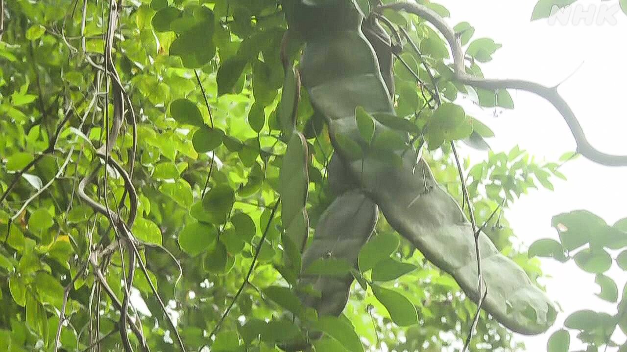 鹿児島県の奄美大島にある珍しい木「見たらびっくりするよ」