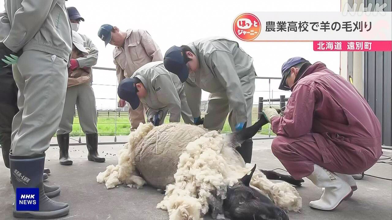 北海道　高校生たちが羊の毛を刈った